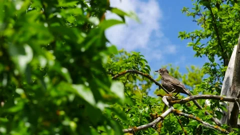 A starling chick cleans feathers while sitting on a branch in the garden. Video stock 155158271