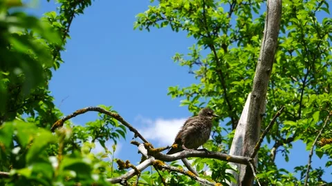 A starling chick is jumping on a tree branch. 動画素材 155111981