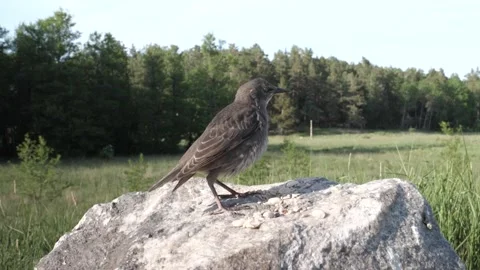 Starling chick puffs itself up. Video stock 246600042