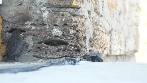 Starling chick on a stone background Stock Footage 91402674