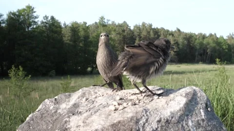 Starling chicks wait to be fed on a rock by a field. Stock-Footage 246600056