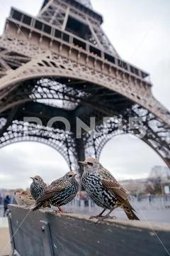 Starling in the city Stock Photos