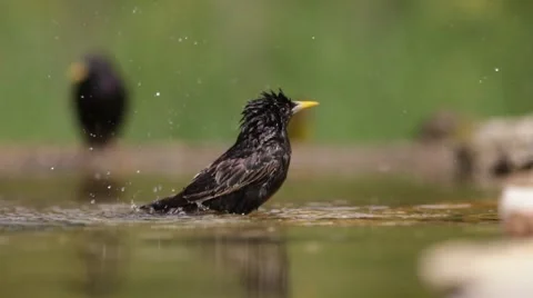 Starling cleaning Stock Footage 66430451