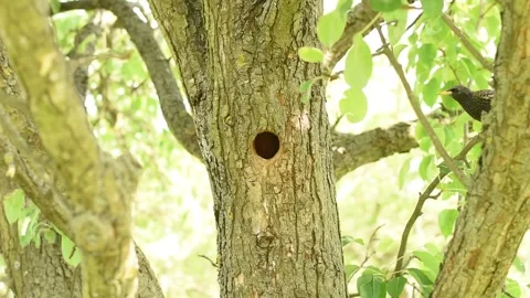 The starling climbs into the hollow of a tree. Stock Footage 241658780