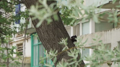 Starling climbs up a tree trunk and searches for bugs Stock Footage 108464596