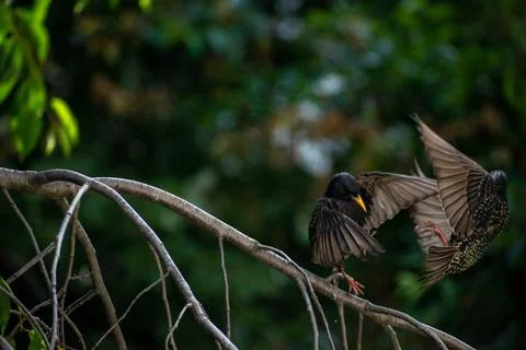 Starling "dance" 库存照片
