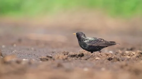 Starling eating insects pulling them out of the ground Stock Footage 108008156