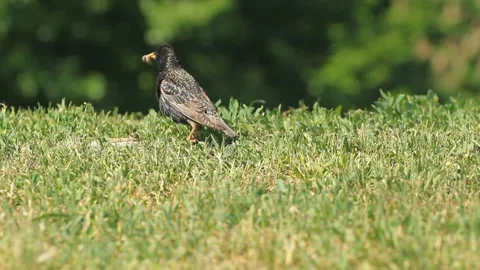 Starling eating worms in the grass Stock-Footage 89627502