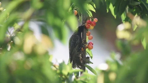 Starling eats cherries Stock Footage 81801395