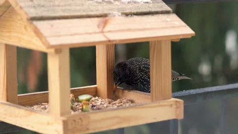 Starling eats food from the feeder in 4k slow motion 60fps Stock Footage 149012474