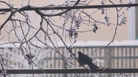 A starling eats grapes Stock Footage 260871162