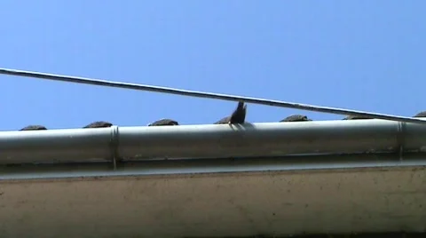 Starling in eaves Stock Footage