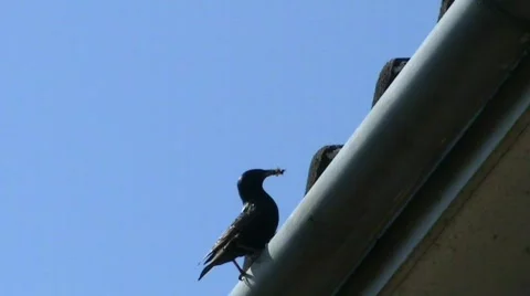 Starling in eaves Stockbeeldmateriaal 410576