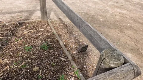 Starling Exploring Park in Paris Stock Footage 301368030