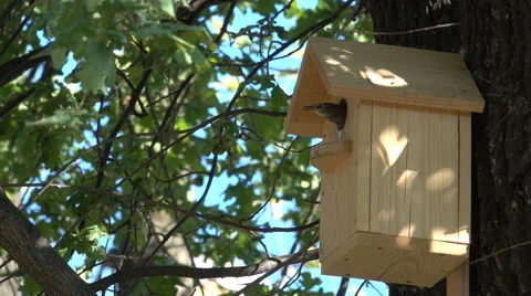 Starling feeding chick 2 Stock Footage 64143503