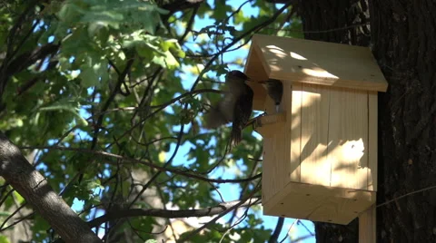Starling feeding chick 3 Stock Footage 64143868