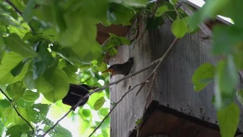 Starling feeding chicks in a birdhouse Stock Footage
