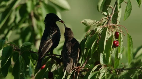 Starling feeding young with cherry Stock Footage 310232935