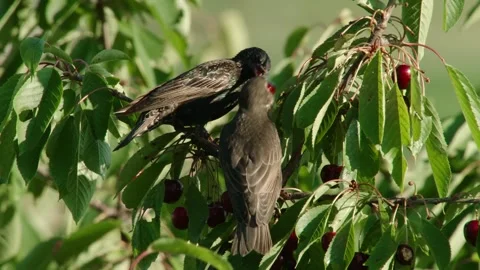 Starling feeding young with cherry Stock Footage 310233001