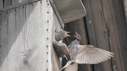 The starling feeds the chicks Stock Footage 322196983