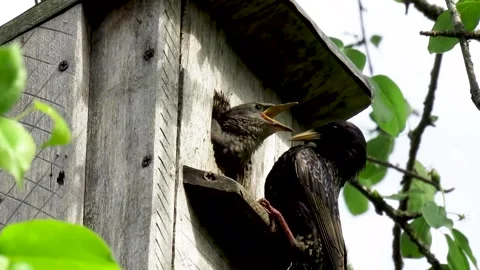 A starling feeds its chicks in a birdhouse with a large beetle in the spring Stock Footage 336506376