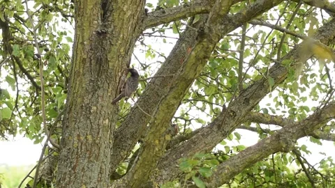 A starling feeds its chicks sitting in a tree hollow. Stock Footage 285751964