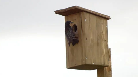 A starling flew into a birdhouse 動画素材 310083244