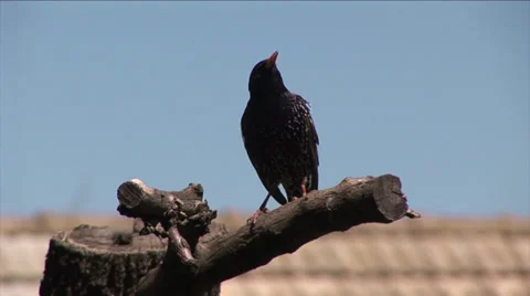 Starling flew 動画素材 35717624