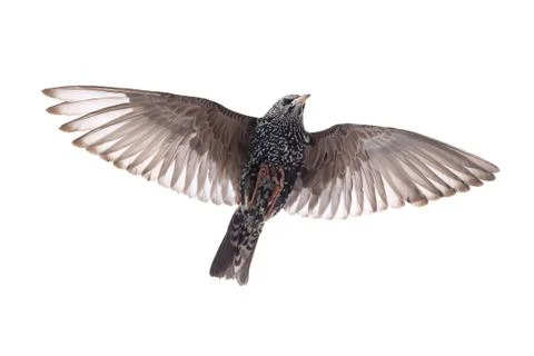 Starling in flight on a white background. Studio Stock Photos