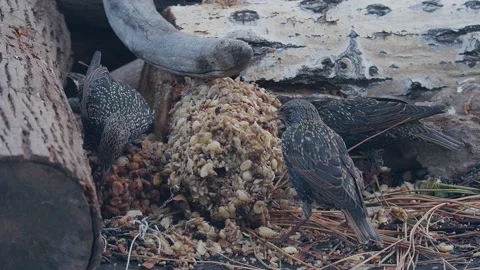 Starling flock, 3,  feeds at nuts and seeds in feeder, CU 2k Stock Footage 168780476