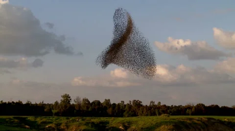 Starling. Flock of birds - starlings . Crowd. Birds dancing.  Amazing shot  Stock Footage