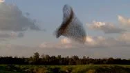 Starling. Flock Of Birds - Starlings . Crowd. Birds Dancing.  Amazing Shot  Stock Footage