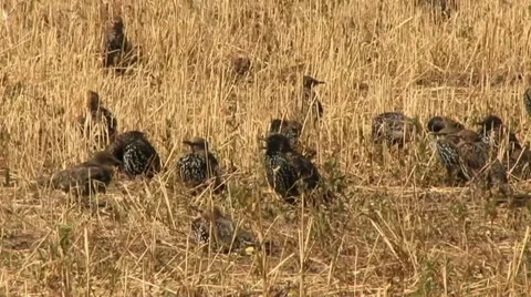 Starling Stock Footage 18189297