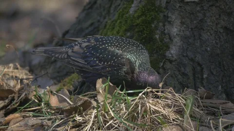 Starling Stock Footage 74761553