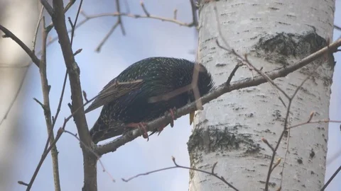 Starling Stock Footage 74761718