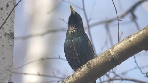 Starling Stock Footage 74762164