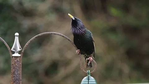 Starling Stock Footage 151187783