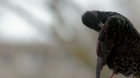 Starling Stock Footage 151680455