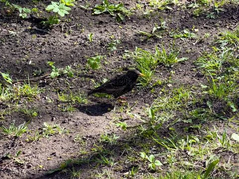 Starling Foraging on the Ground Stock Photos