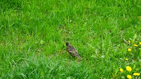 The starling found a fat worm in a clearing in the grass. 動画素材 154474413