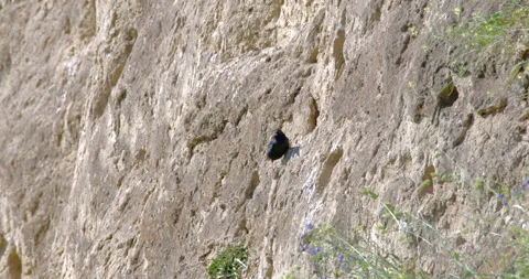 Starling in front of the nest Stock Footage 256017904