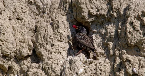 Starling in front of the nest 스톡 동영상 256023763