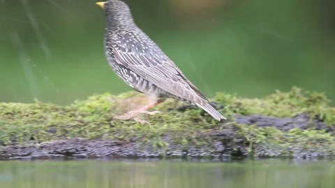 Starling G12021 Stock Footage 98316072