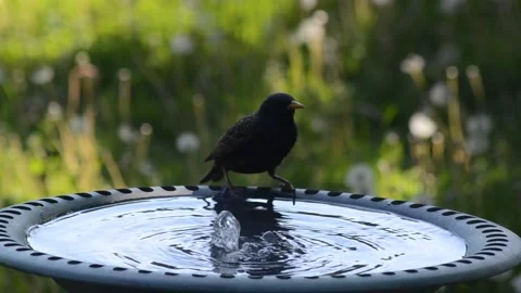 Starling Gets A Drink Видео 131350894