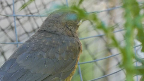 Starling got into a cage and cannot get free 스톡 동영상 117847082
