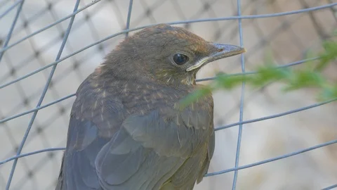 Starling got into the cage and cannot get out Stock Footage 117847357