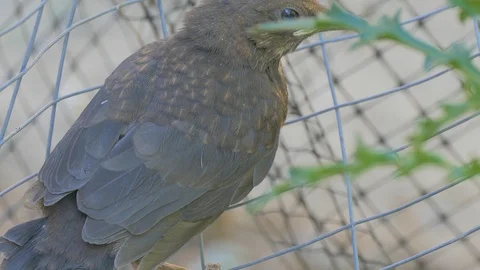 Starling got into the net and cannot get out Stock-Footage 117847707