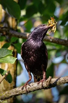Starling with grasshopper in beak Stock Photos