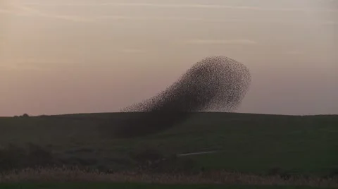 Starling group change shape at evening Stock Footage 57682976
