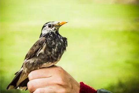 Starling on hand. Stock Photos